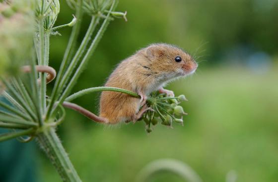 Harvest Mice