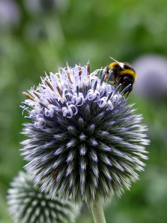 Bee On Echinops