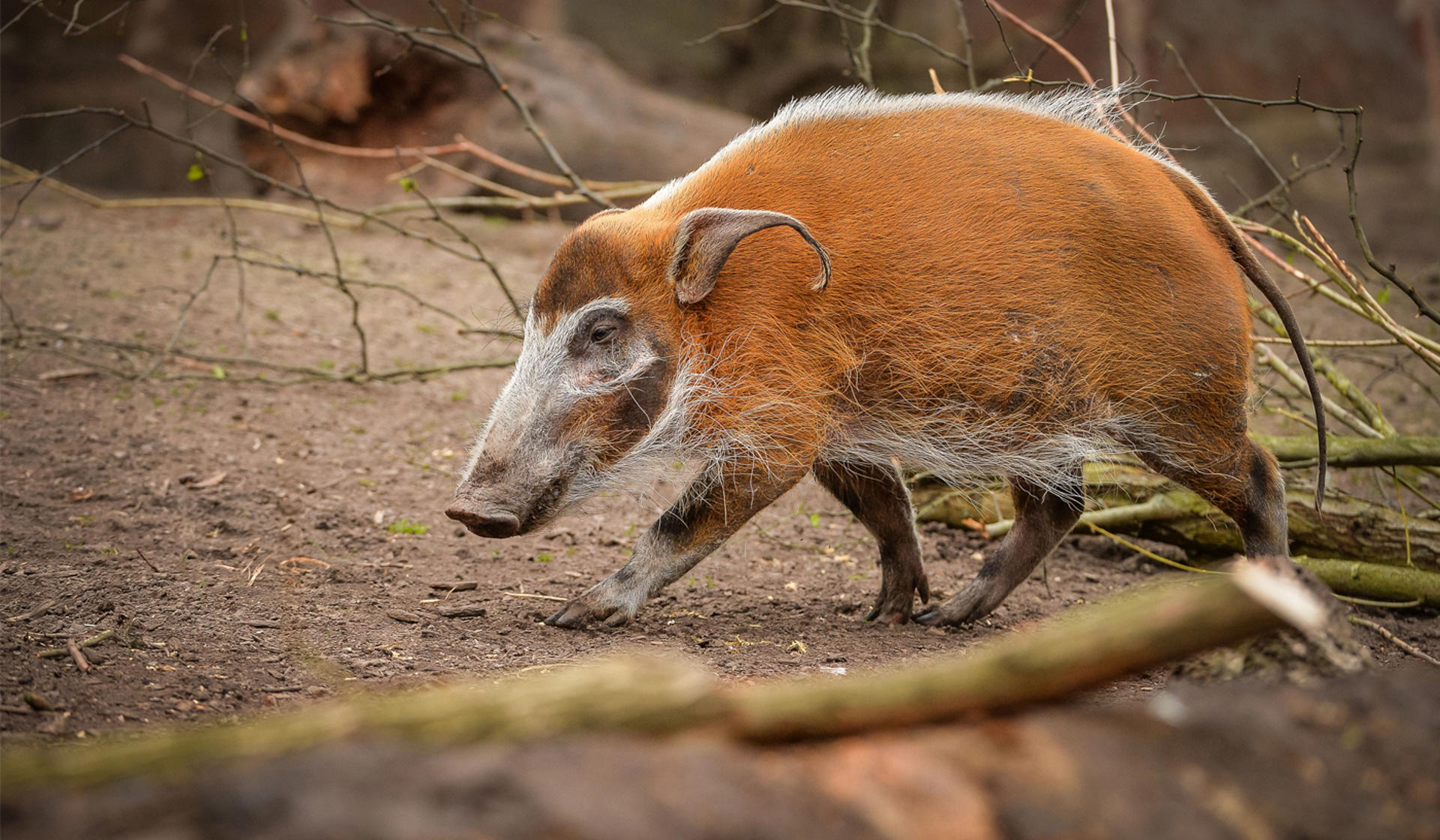 Red river hog at Chester Zoo