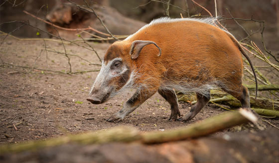 Red River Hog 1