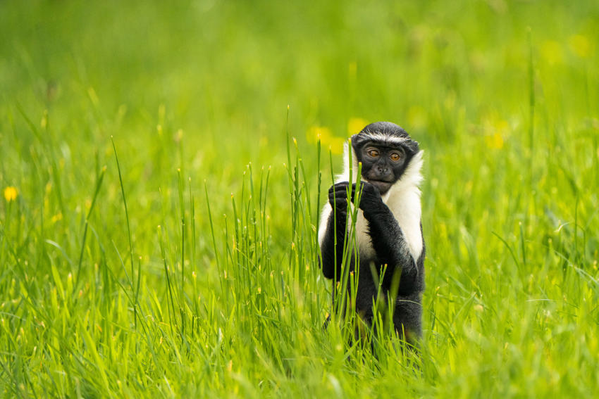 Roloway Monkey 3