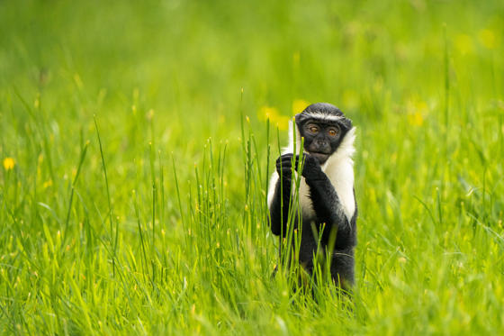 Roloway Monkey 3