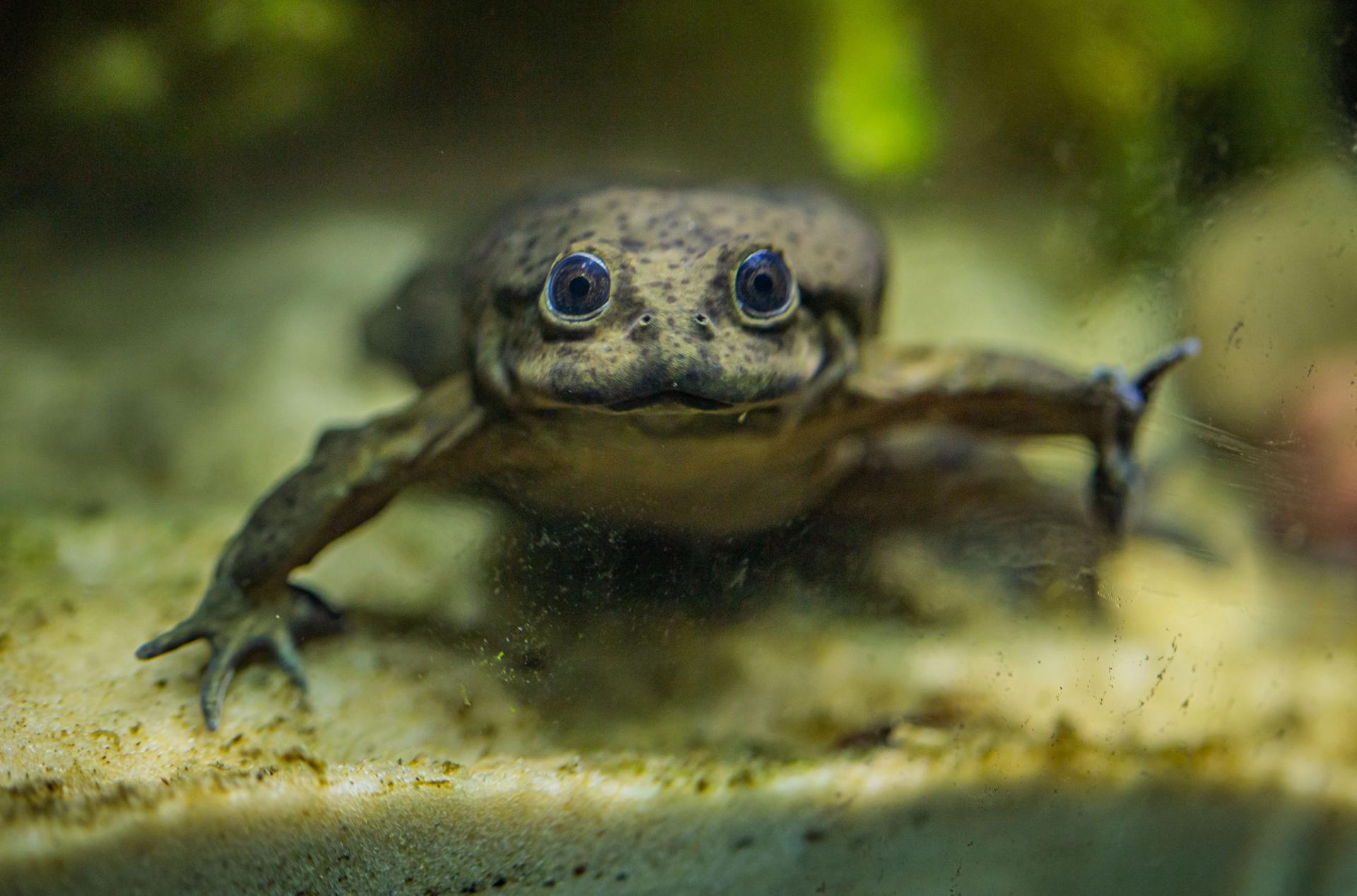 Lake Titicaca frog at Chester Zoo