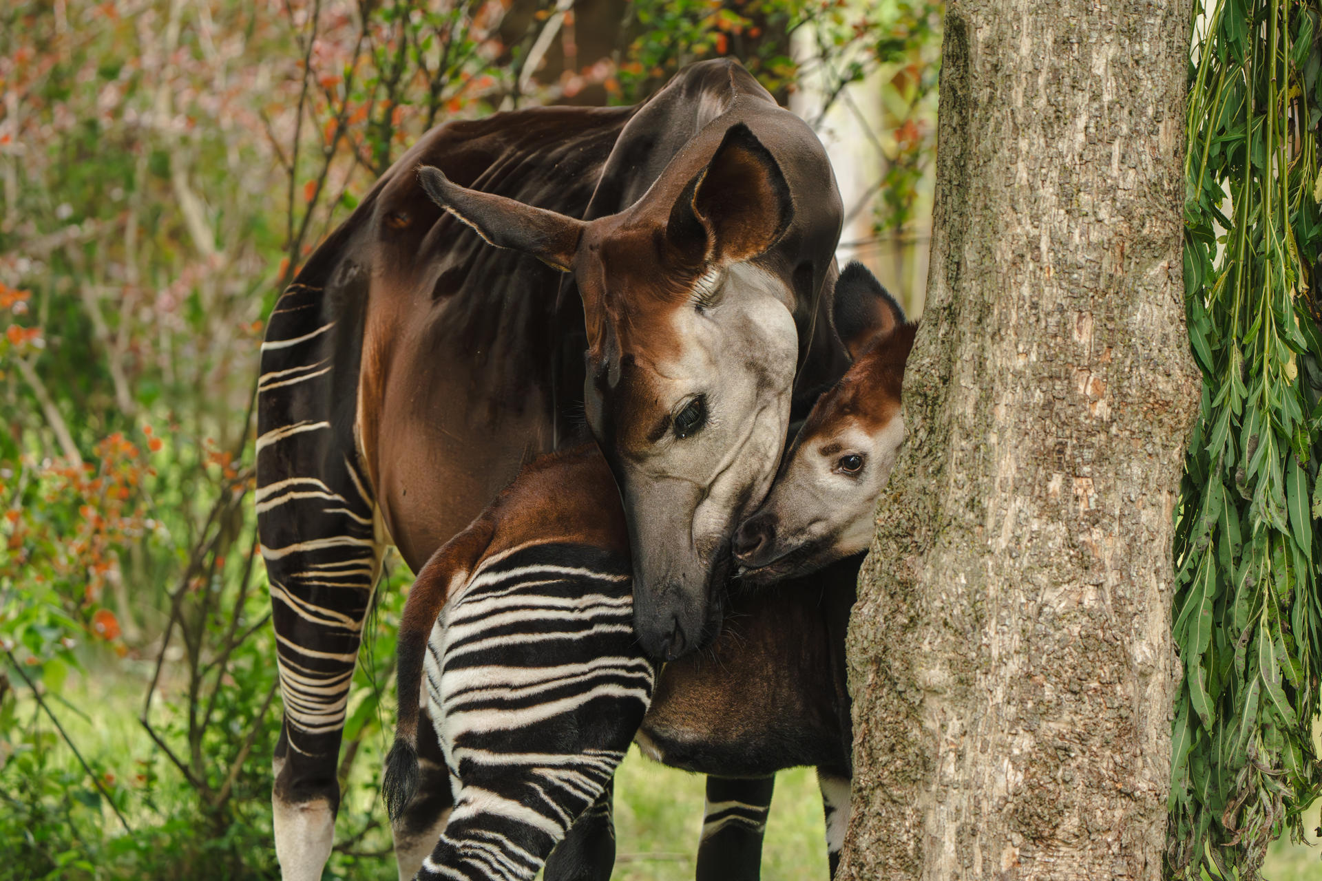 Okapi Calf Miloli Leaves The Nest For The First Time And Steps Into The Sunshine For His First Outdoor Adventure20