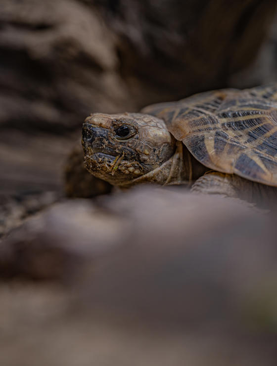 Pancake Tortoise 004