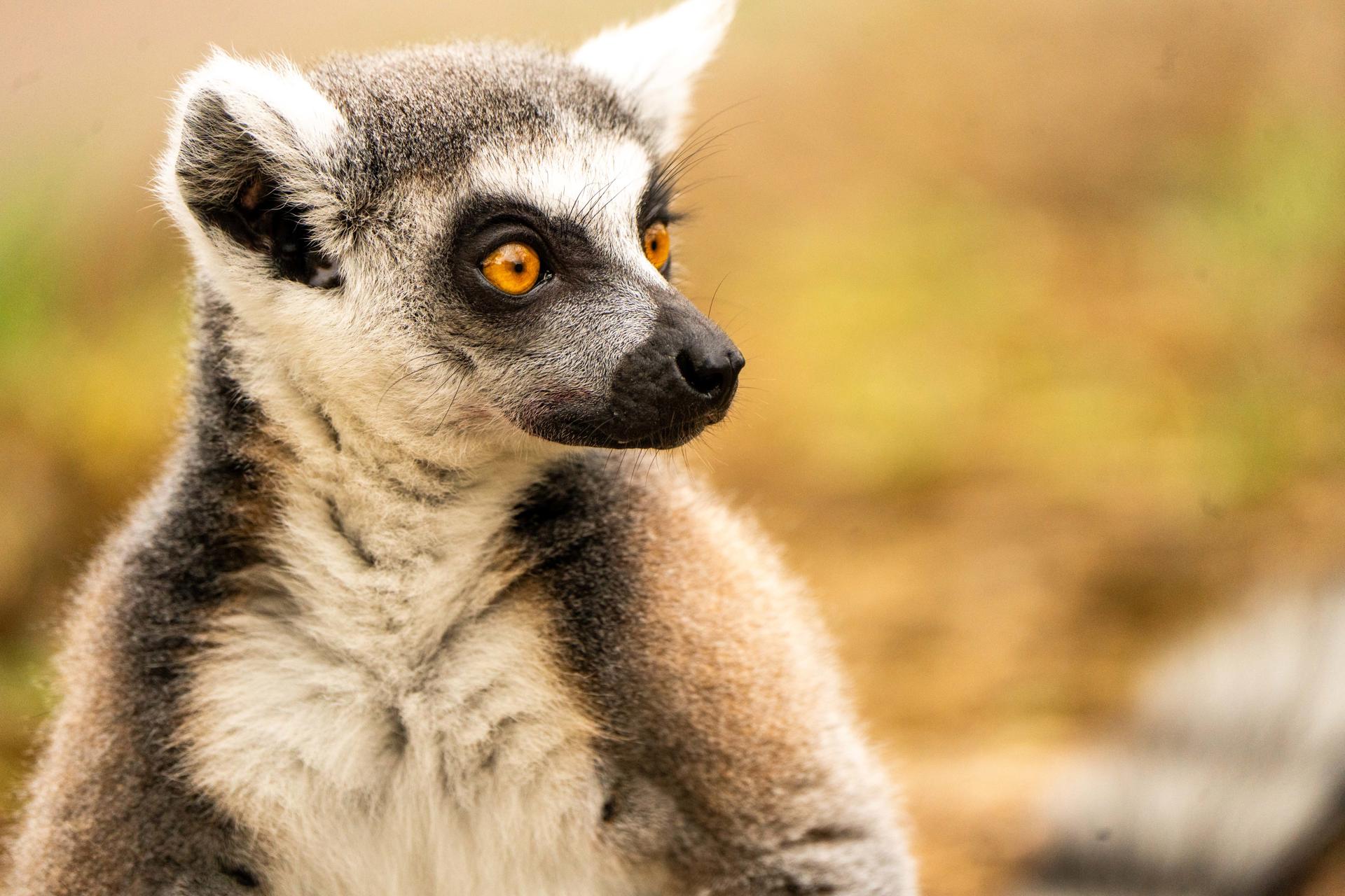 A ring-tailed lemur looking to the right off into the distance. 