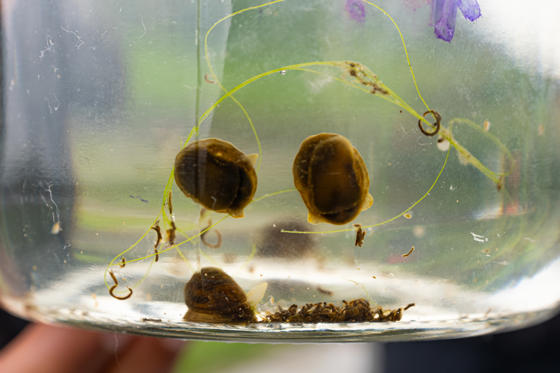 Glutinous Snail Pick Up Lake Bala 38