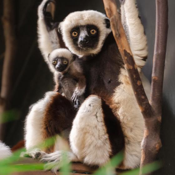 Sifaka Baby 2025 (2)