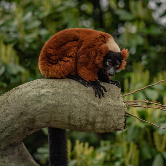 Red Ruffed Lemur 4