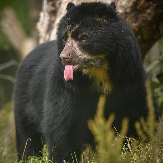 Andean Bear 1