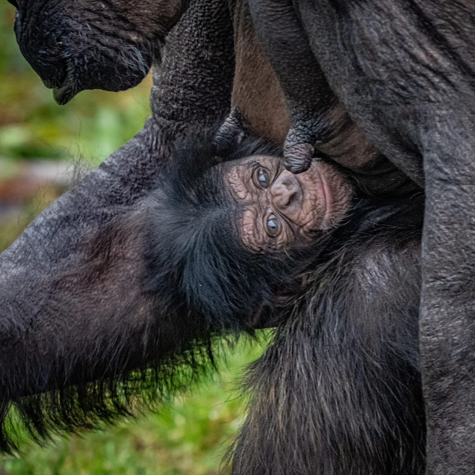 Chimpanzee Baby Born At The Zoo