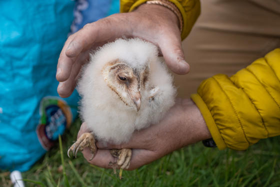 082025 Barn Owl Ringing Estate Copyrightczdsc02390