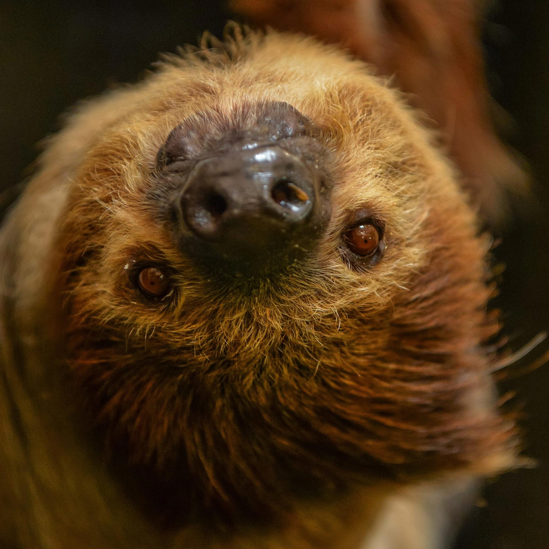 Sloth Rico 1 Scaled