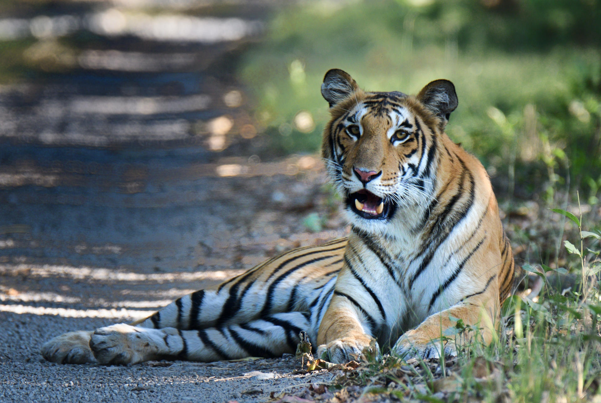 A tigeress lying on the side of the road with her mouth open. She's looking straight at the camera.