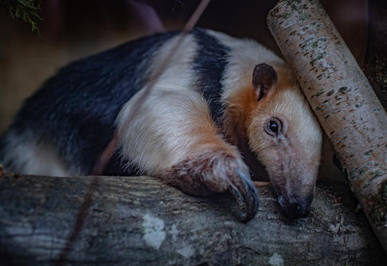 Tamandua 8