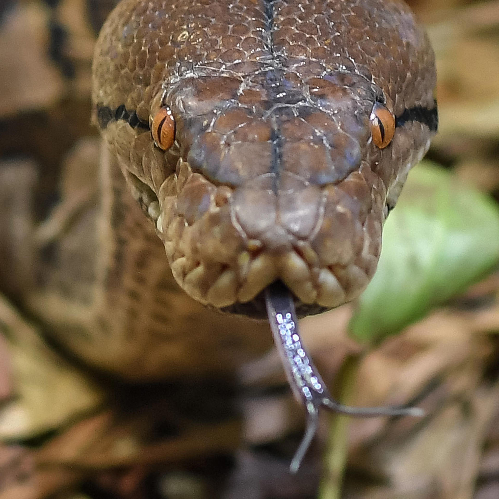 Reticulated Python 3