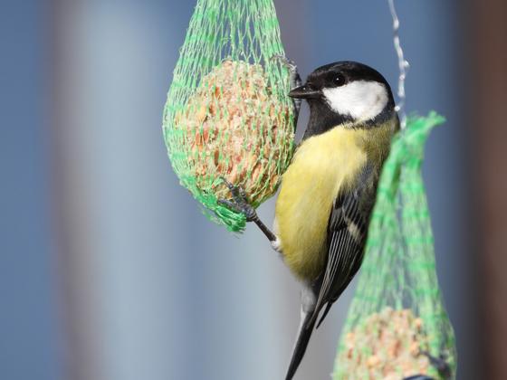 Chickadee 4866017 960 720