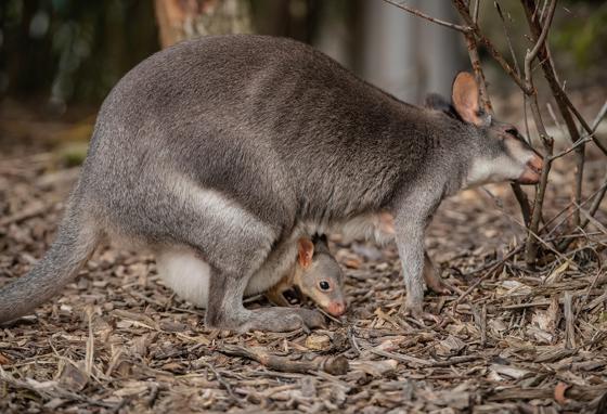 Dusky Pademelon 6