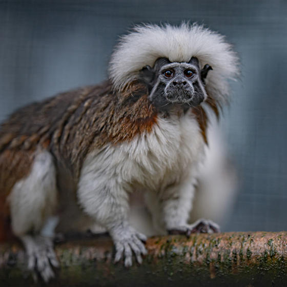 Cotton Top Tamarin 4