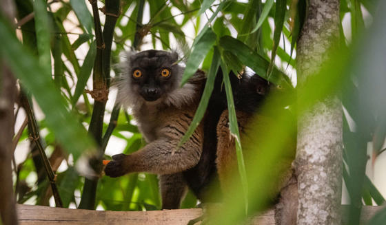 Black Lemur 1