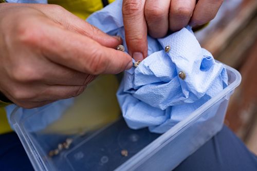 Desertas Island snails in a plastic box with blue tissue paper
