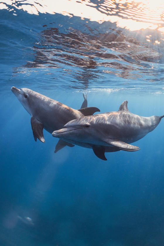 DOLPHINS OF THE REEF VR