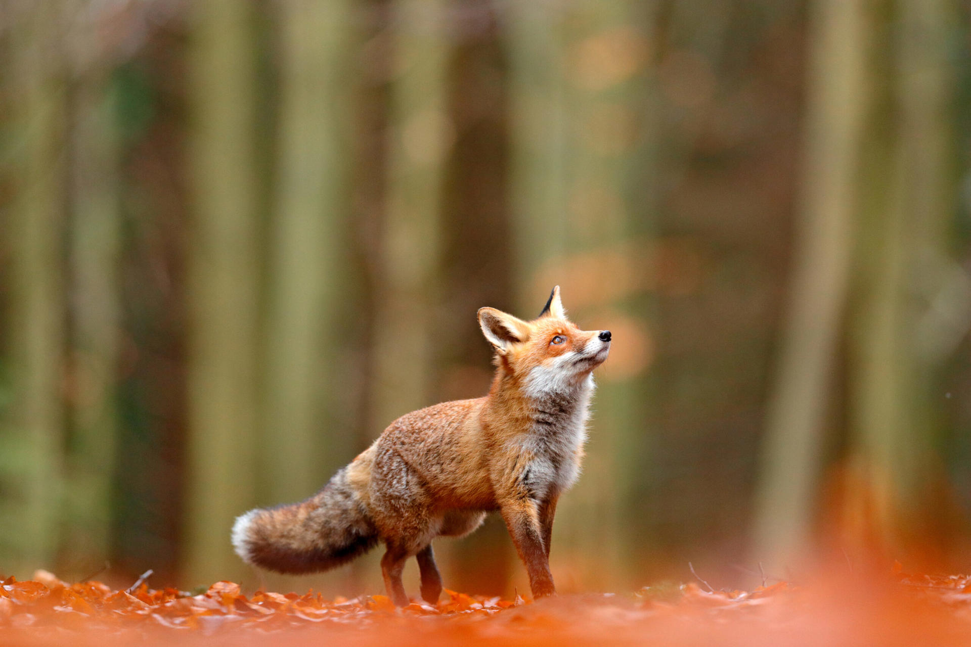 A woodland photograph with a red fox in the foreground looking up away from the camera.