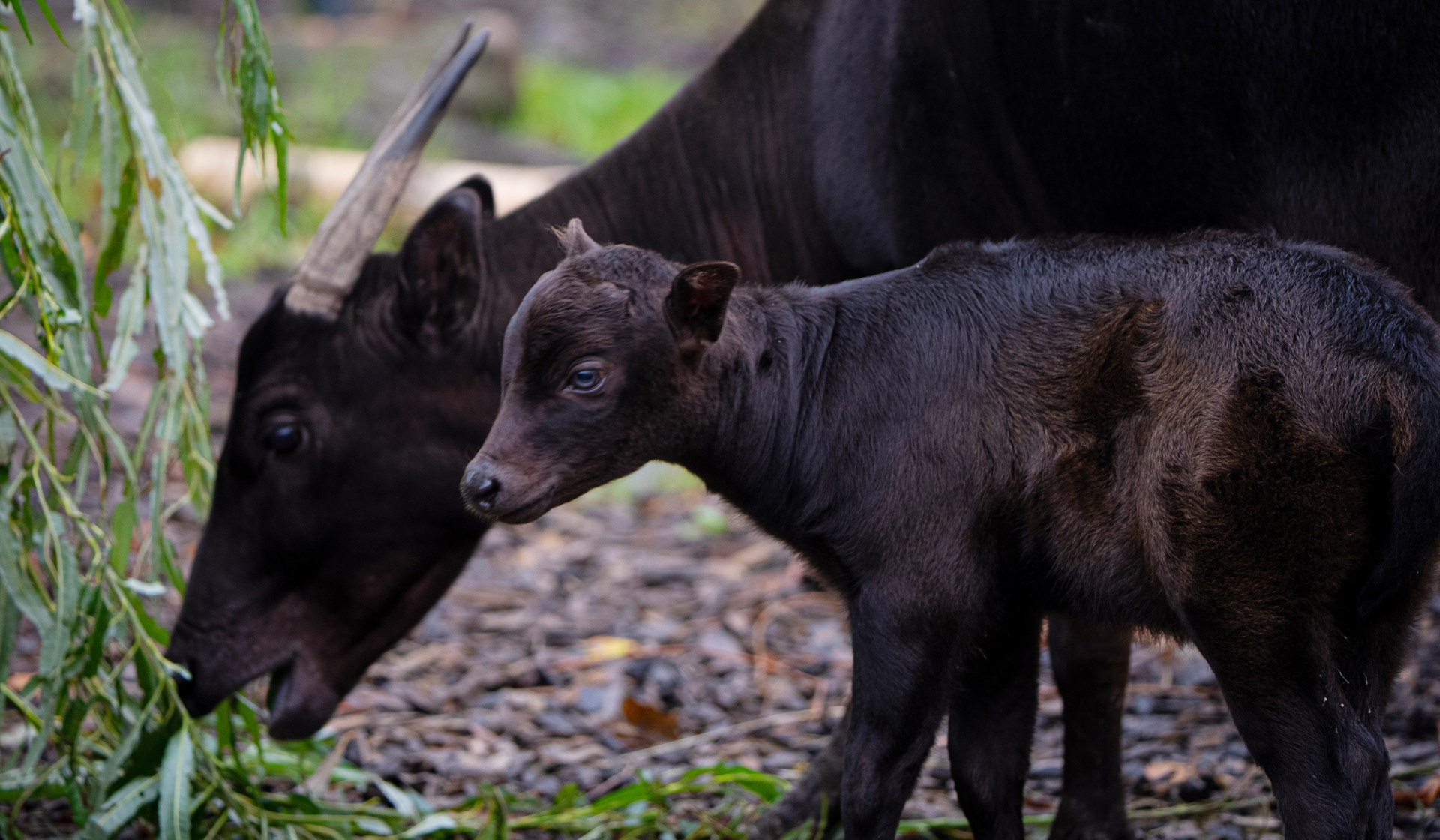Anoa Calf 2024