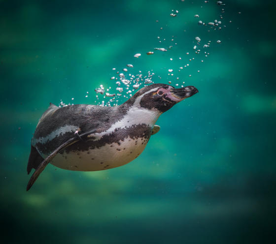 Humboldt Penguins 9