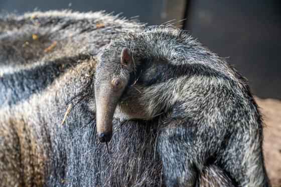 Giant Anteater 4