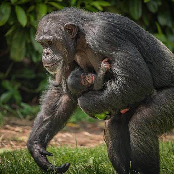 Chimpanzee 5