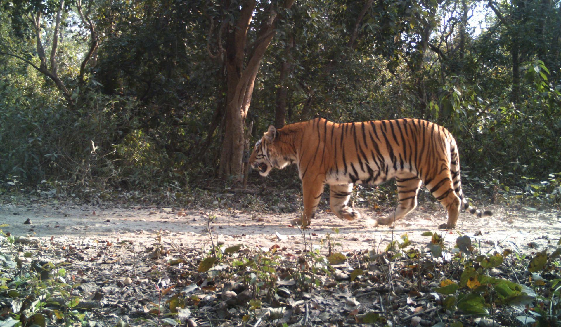 A tiger padding across a sandy path which could be a human-built road