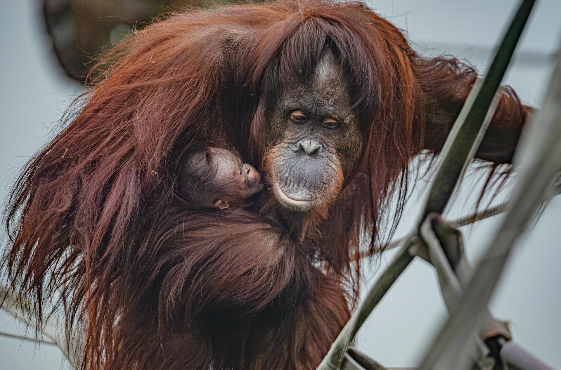 A Critically Endangered Bornean Orangutan Has Been Born At Chester Zoo 9