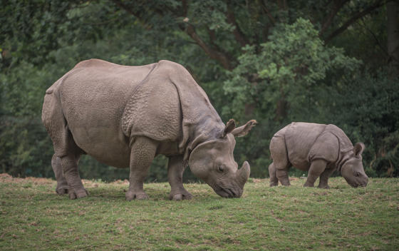 Akeno The Greater One Horned Rhino Calf (7)