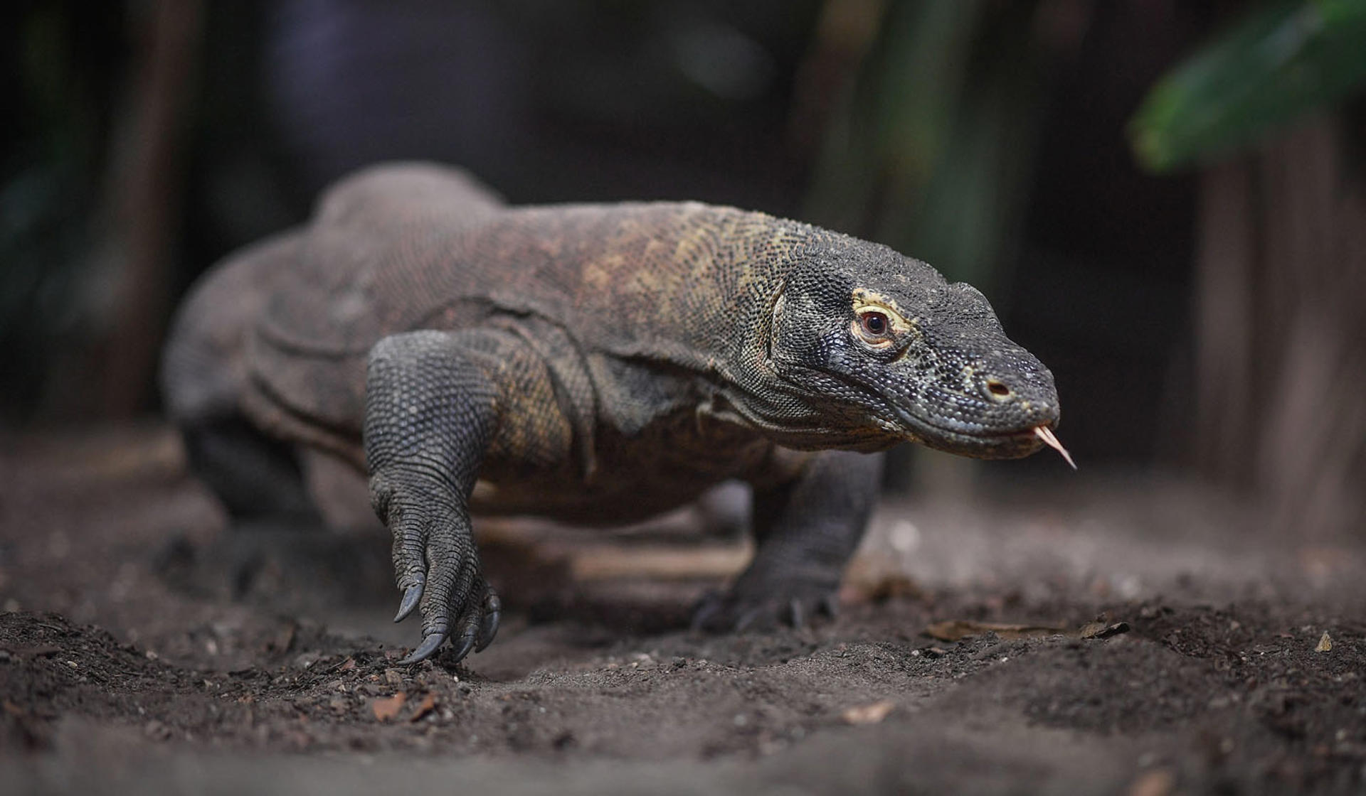 Komodo Dragon 7