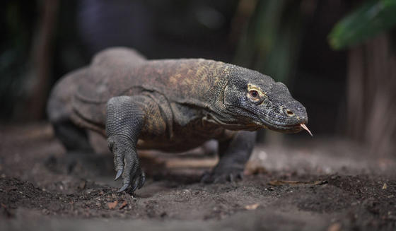 Komodo Dragon 7