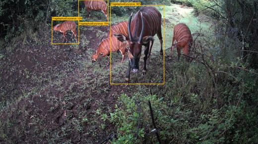3. AI Powered Cameras, Developed By Chester Zoo, Are Also Revolutionising How Mountain Bongos Are Protected In The Wild1