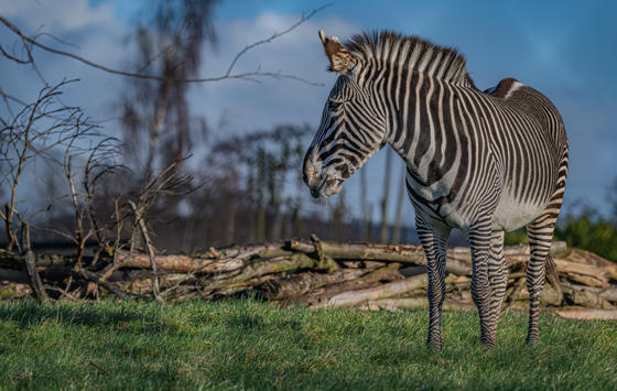 Grevy's Zebra 031