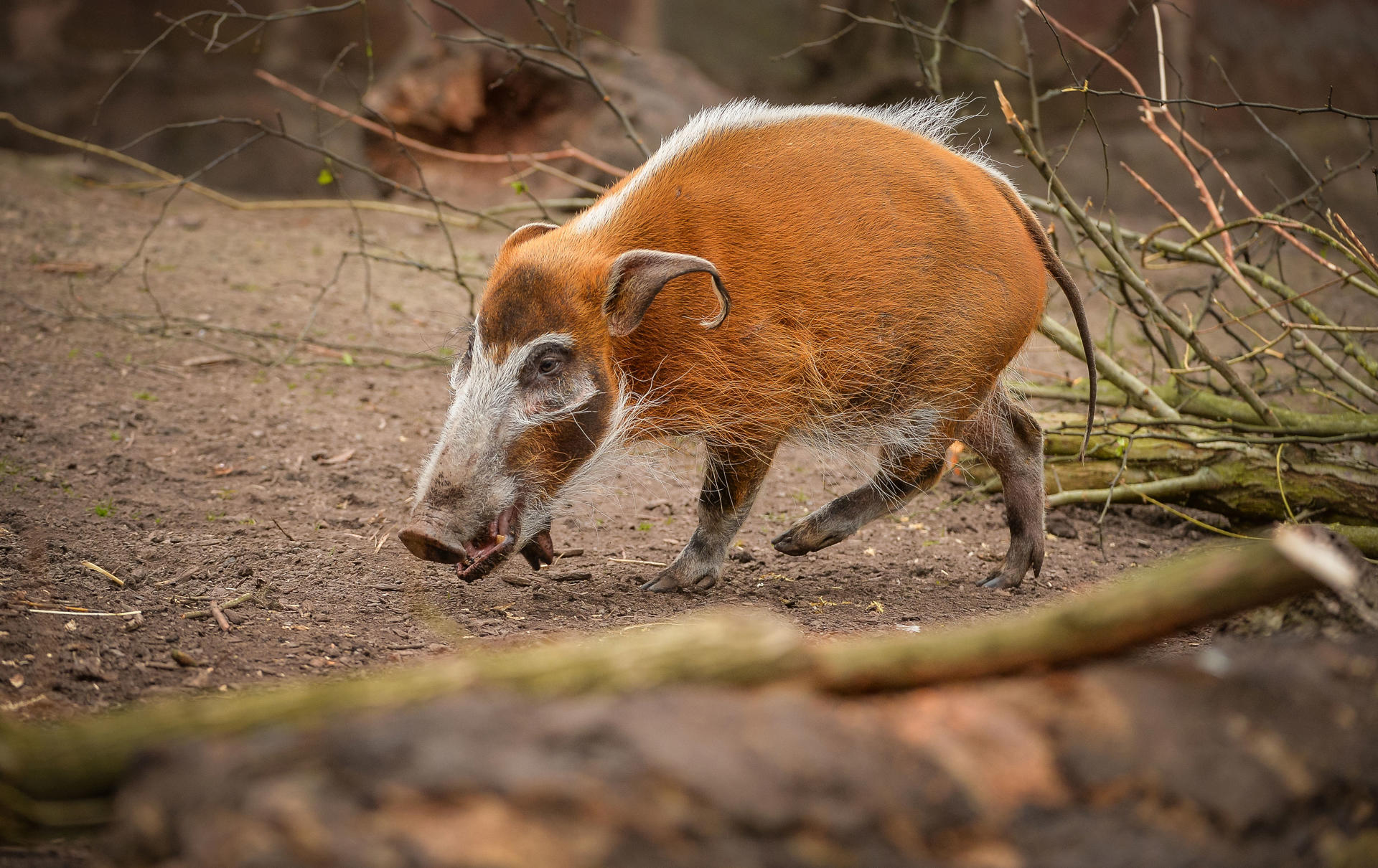 Red River Hog 6