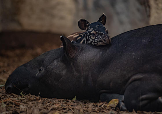Malayan Tapir Calf, Named Nessa, Is One Of The Latest Arrivals In Chester Zoo's Baby Boom (2)