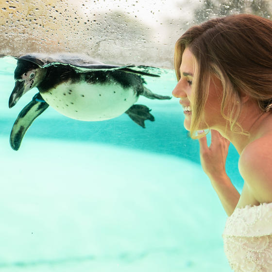 Bride Looking Into The Penguin Pool SQUARE