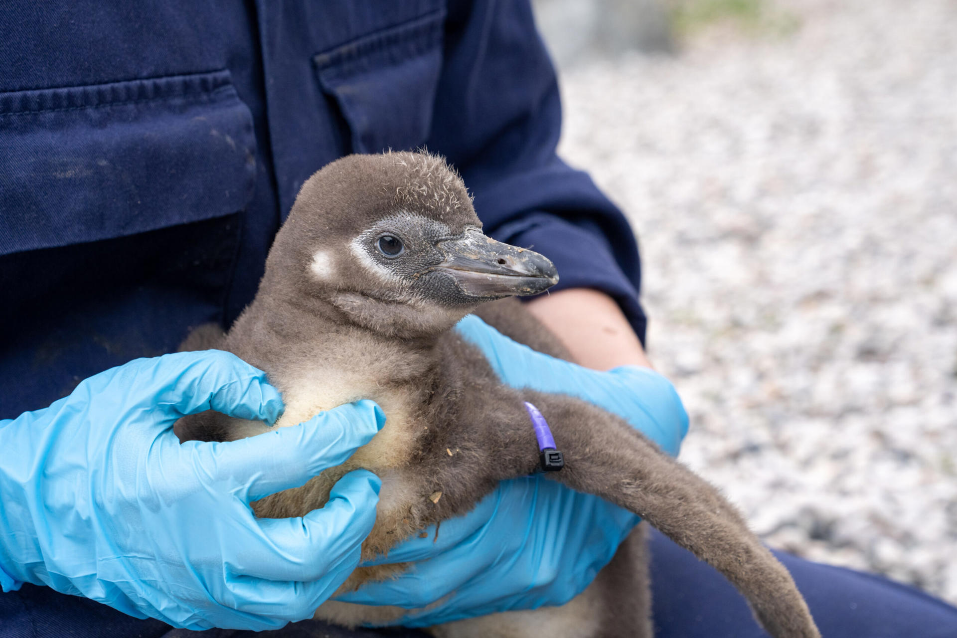 Penguin Chick With Keeper