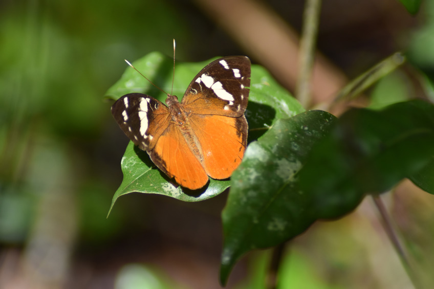 Photo shows Aterica rabena, a butterfly with ruddy wings framed by black and white markings, sitting on a leaf