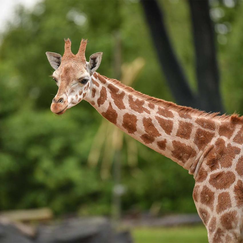 Giraffesq