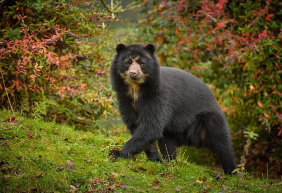 Andean Bear Lima