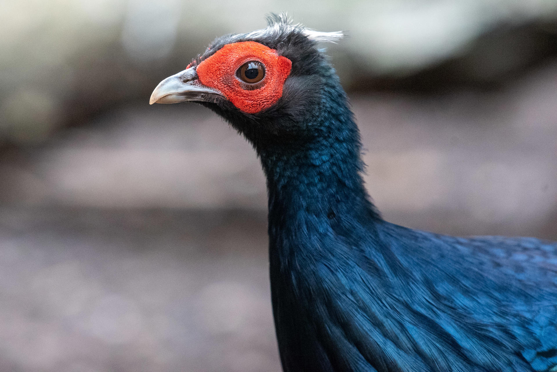 VIETNAMESE PHEASANT 3