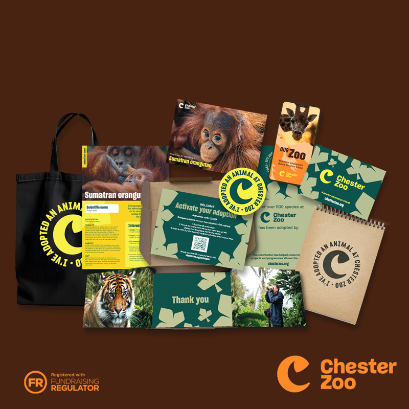 Adoption Landing Page Assets 1080X1080 Sumatran Orang