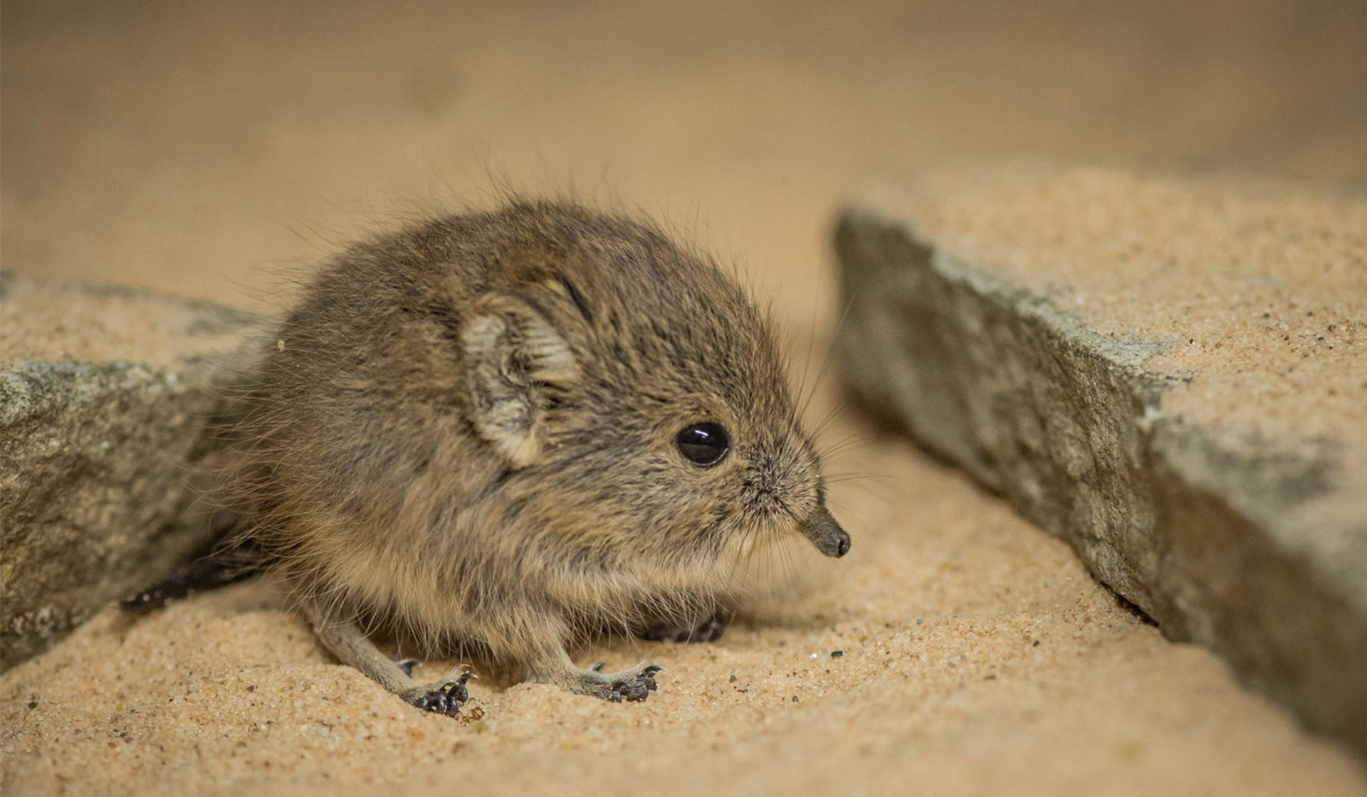 Sengi at Chester Zoo