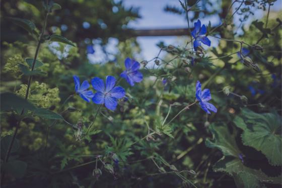 Blue Geranium