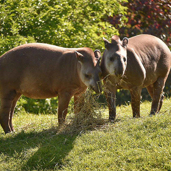 Lowland Tapir SQAURE